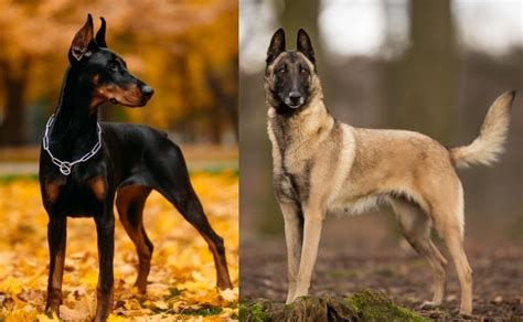 razas de perros grandes - curso de portugues